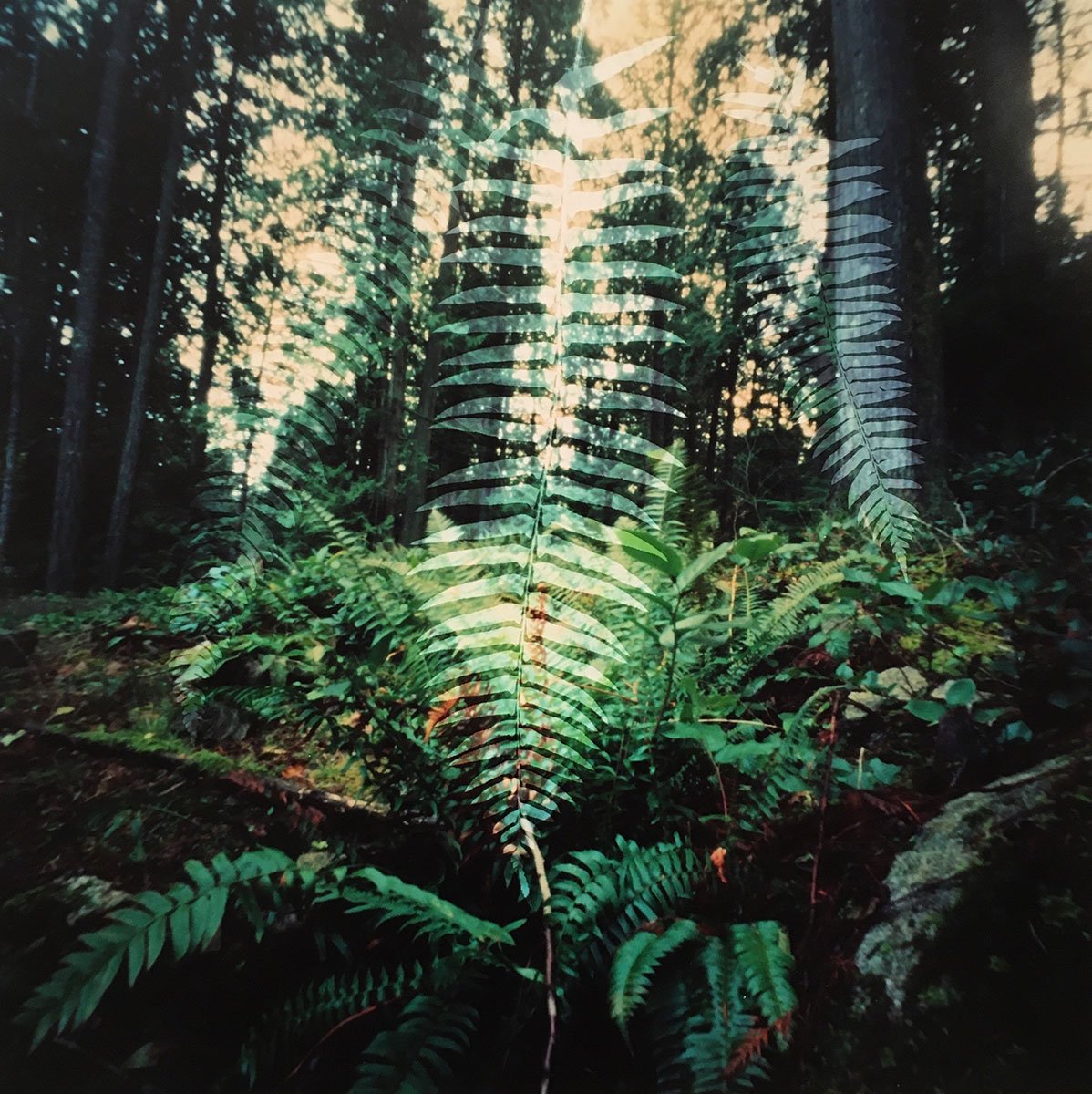 Dianne Bos